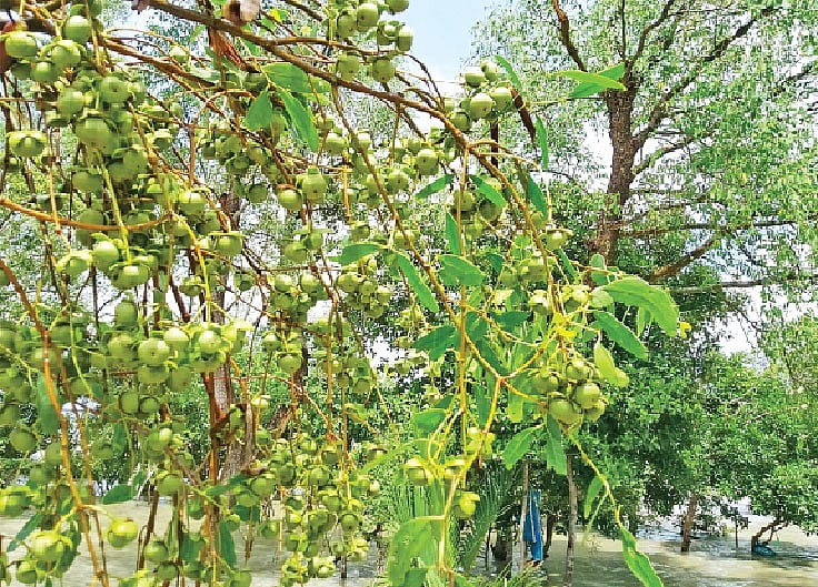 ছবি: প্রথম আলো