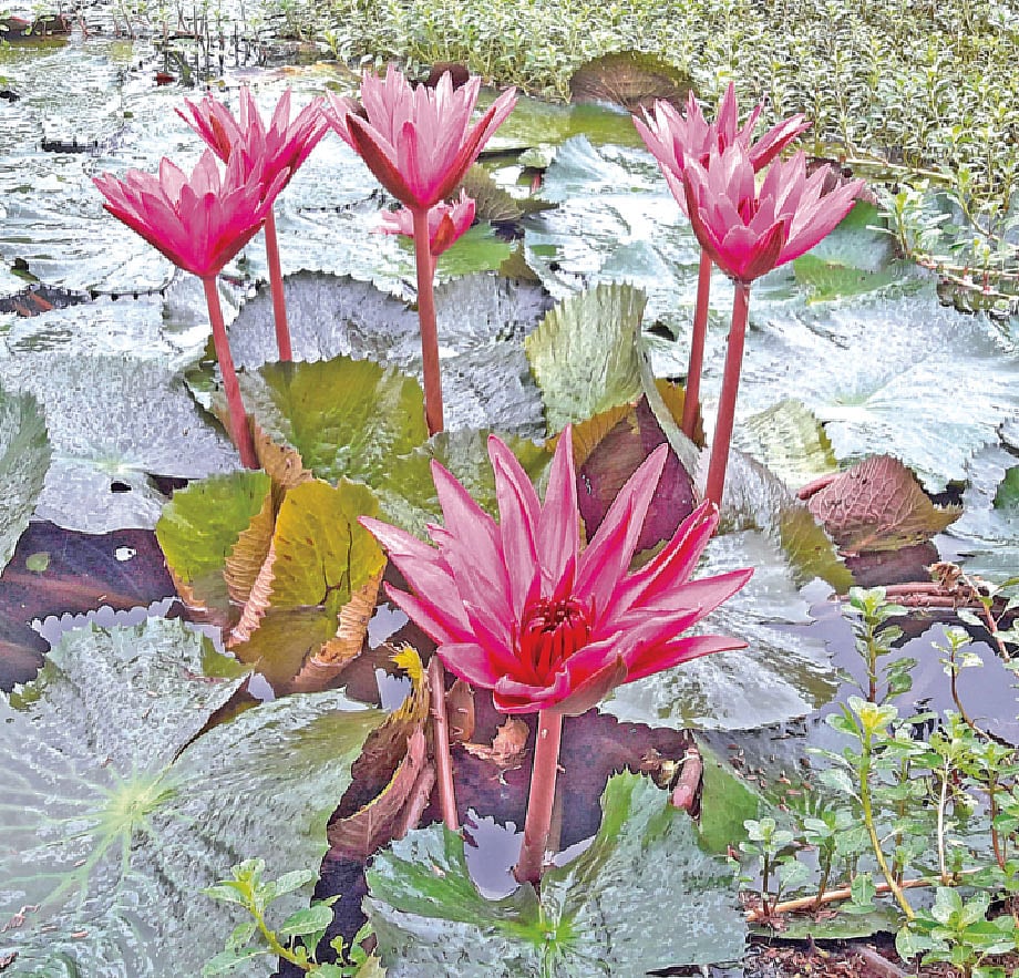 ছবি: প্রথম আলো