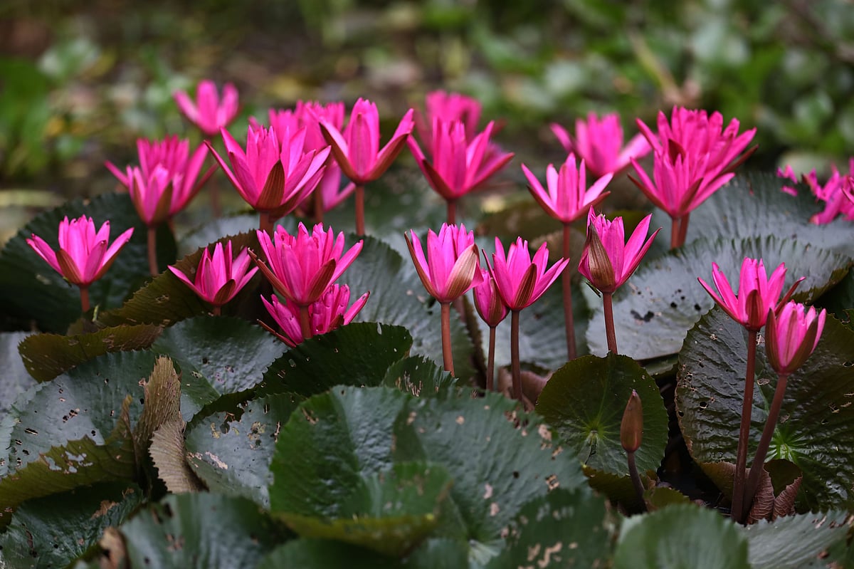 জলাশয়ে সবুজ পাতার ফাঁকে লাল শাপলা ফুল। সিলেট সদরের ভাটা এলাকা থেকে তোলা।