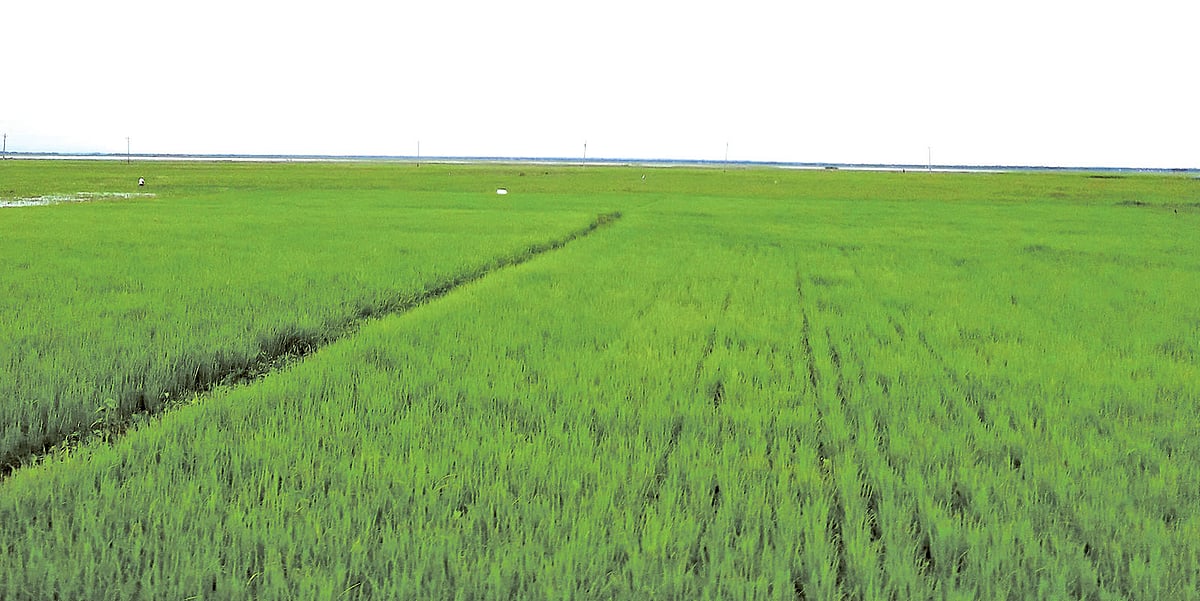 ছবি: প্রথম আলো