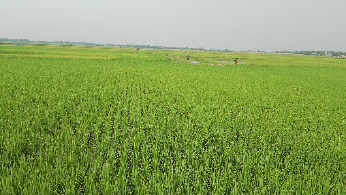 ছবি: প্রথম আলো