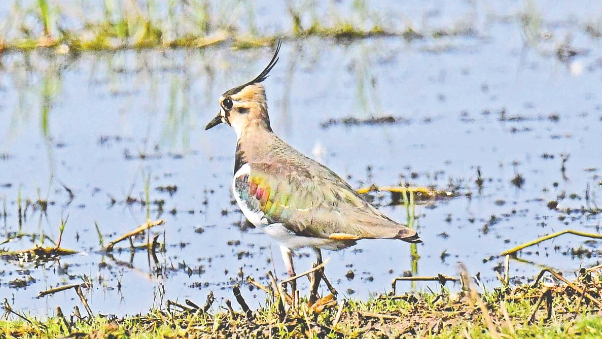 ছবি: লেখক