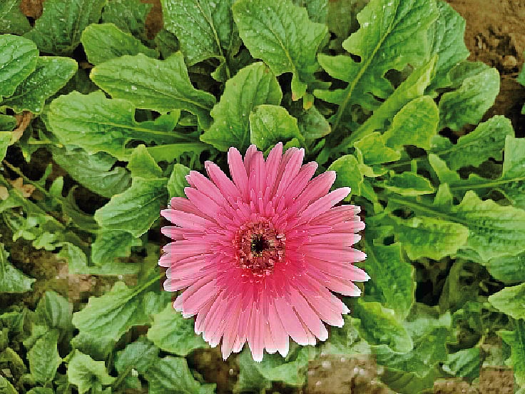 ছবি: লেখক