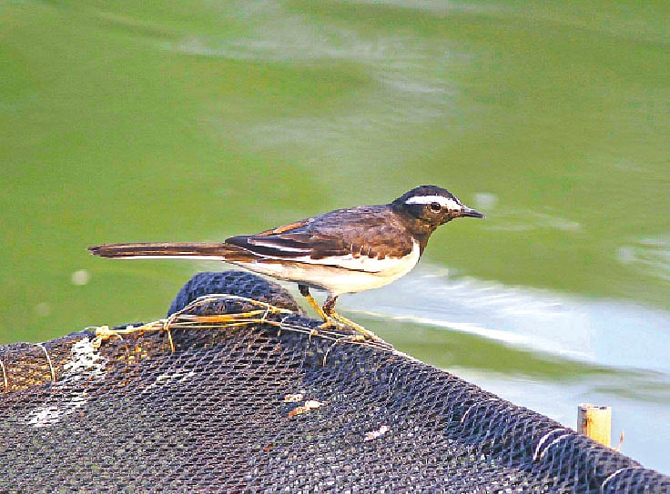 ছবি: সায়েম চৌধুরী  