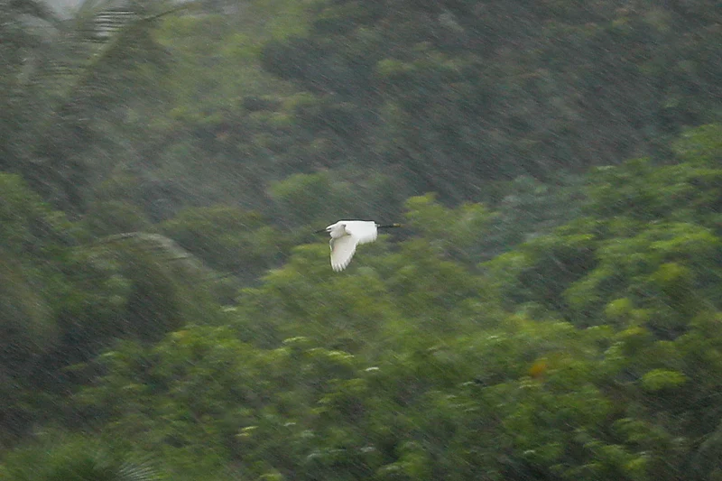 বৃষ্টির মধ্যে উড়ে নিরাপদ আশ্রয়ের সন্ধানে বক।