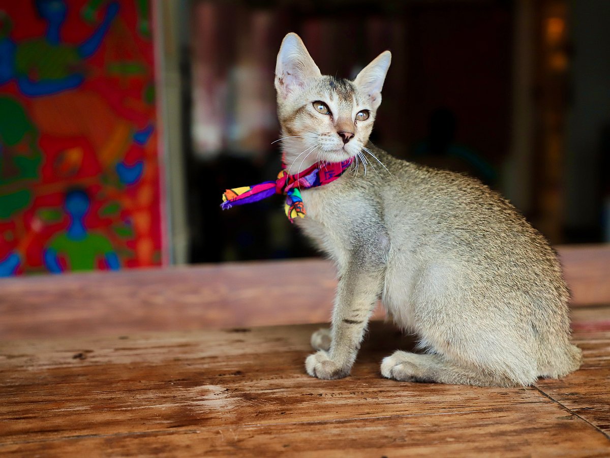 ছবি: অগ্নিলা আহমেদ 