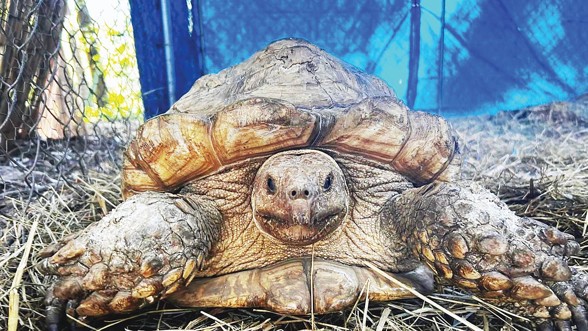 ছবি: ফ্লোরিডার ওয়াইল্ডেস্ট অ্যানিমেল রেফিউজের ফেসবুক পেজ থেকে