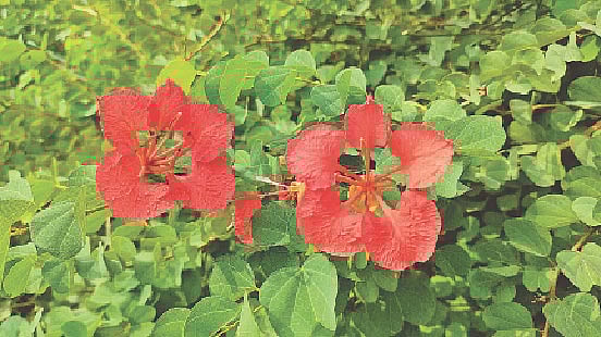 ছবি: লেখক