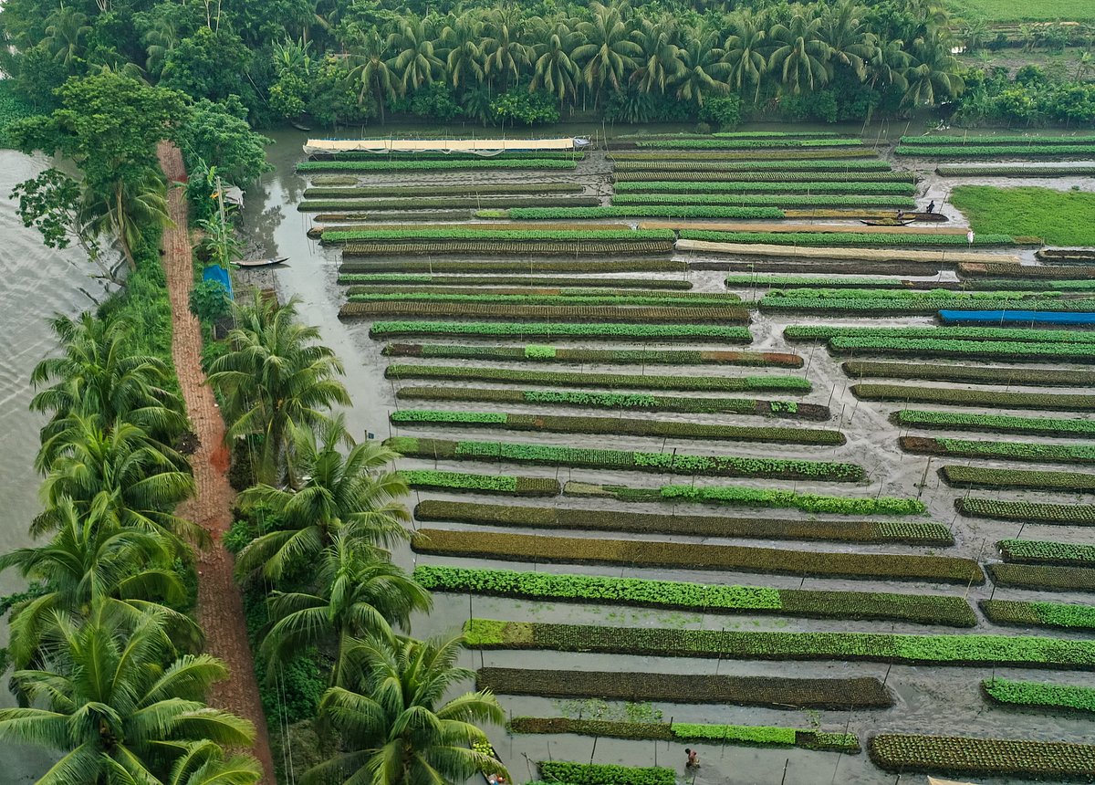 বিস্তীর্ণ জলাভূমিতে ভাসমান পদ্ধতিতে সবজির চারা উৎপাদন ও চাষ করা হচ্ছে।  
