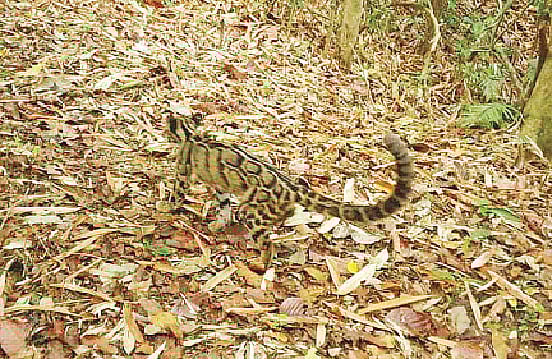 সম্প্রতি রাঙামাটির বাঘাইছড়ি উপজেলার সাজেক ইউনিয়নের কাচালং বনে বিশেষ ক্যামেরার মাধ্যমে অতি বিপন্ন মেঘলা চিতার দেখা মিলেছে। 