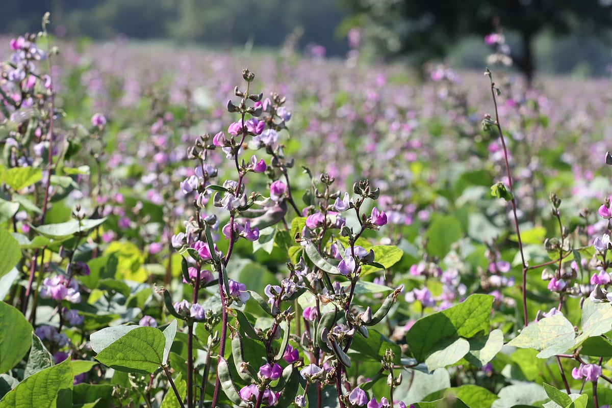 ছবি: মঈনুল ইসলাম