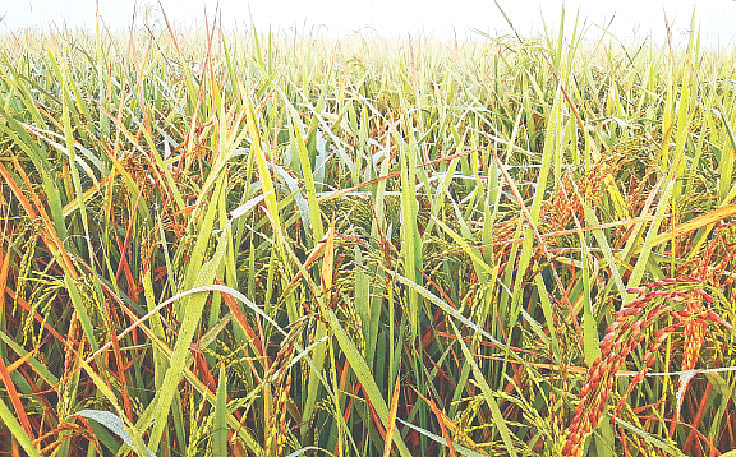 ছবি: প্রথম আলো