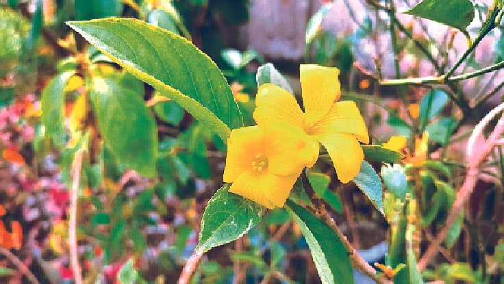 ছবি: লেখক