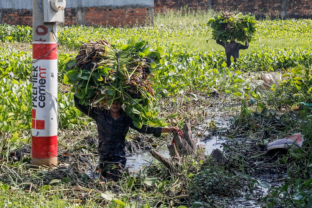 গরুকে খাওয়ানোর জন্য কেটে নেওয়া হচ্ছে কচুরিপানা। 