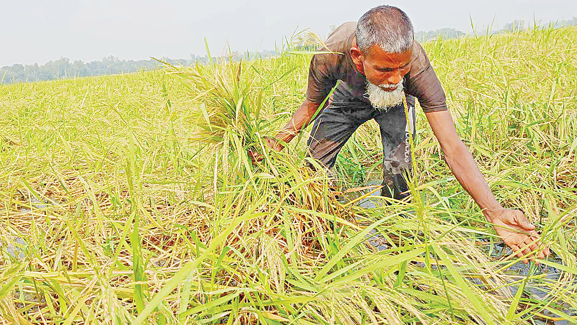 ছবি: প্রথম আলো