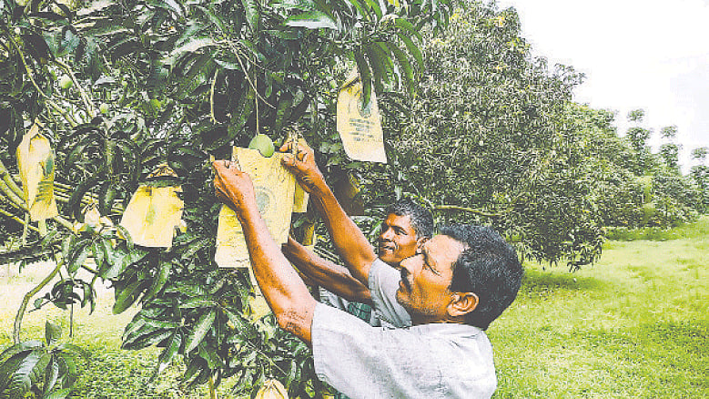 ছবি: প্রথম আলো