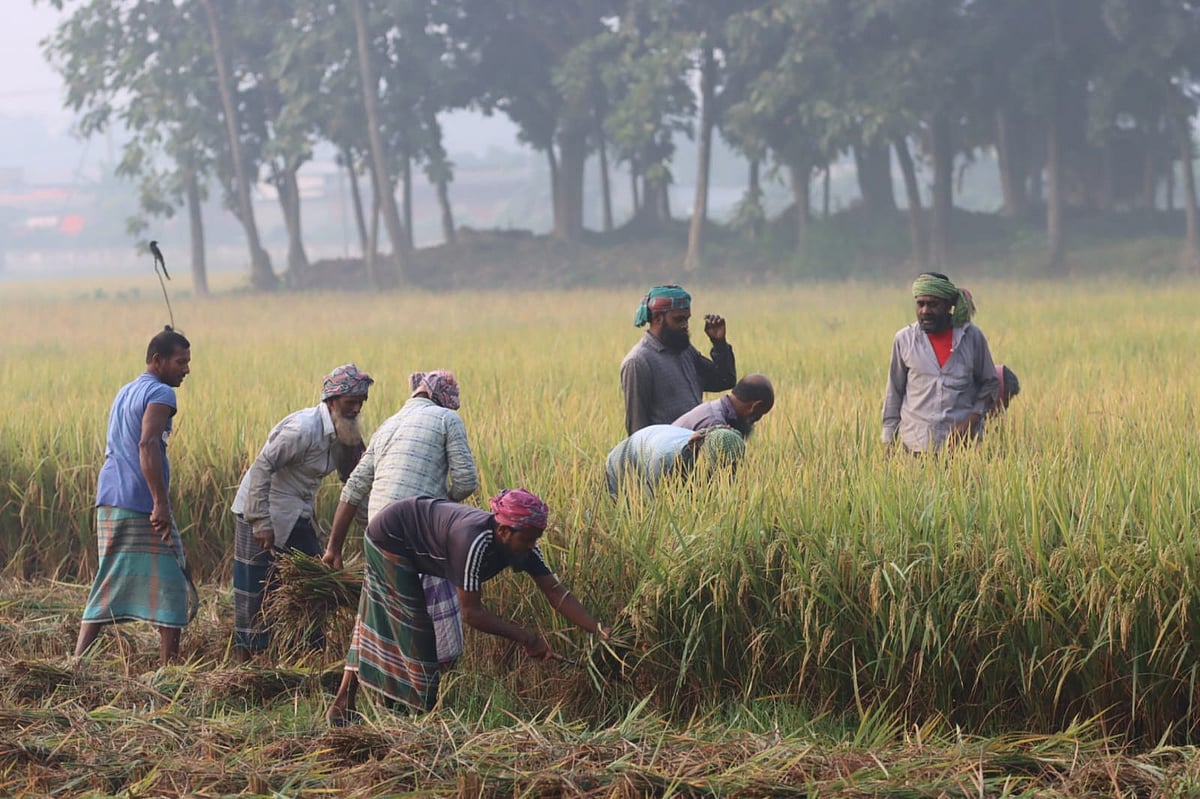 কুয়াশার মধ্যে দল বেঁধে ধান কাটছেন কৃষকেরা 