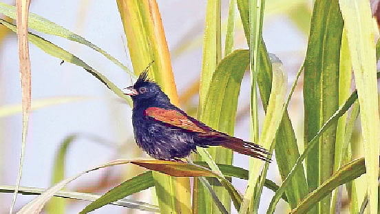 ছবি: লেখক 