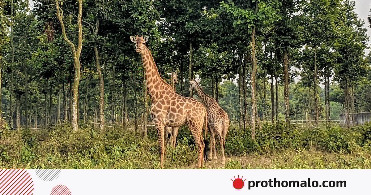 মারা গেল গাজীপুর সাফারি পার্কের শেষ জিরাফটিও, এক যুগে ১২ জিরাফের মৃত্যু মারা গেল গাজীপুর সাফারি পার্কের শেষ জিরাফটিও, এক যুগে ১২ জিরাফের মৃত্যু