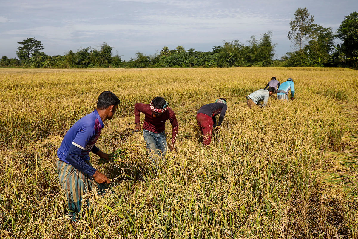যত দূর চোখ যায় পাকা ধানের খেত। সারি বেঁধে ধান কাটায় ব্যস্ত একদল কৃষিশ্রমিক।