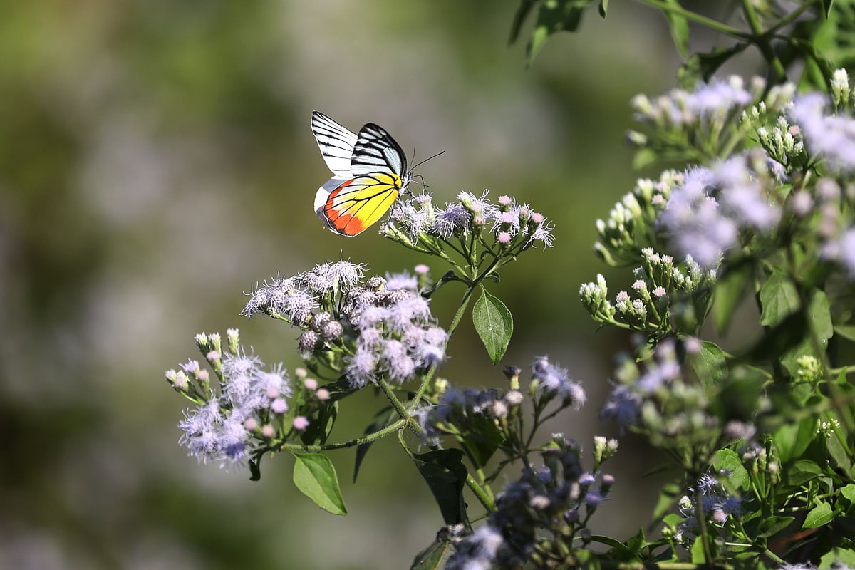 ছবি: আনিস মাহমুদ