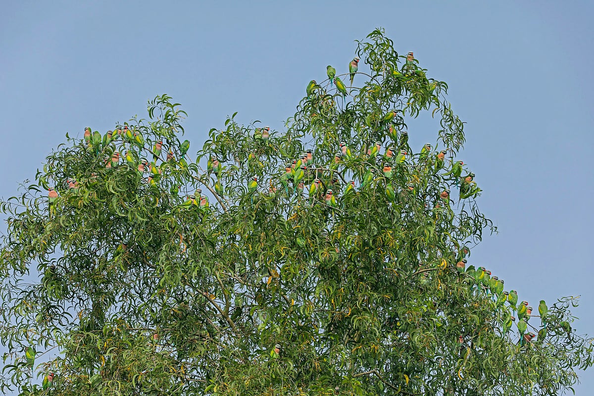 কোনটা পাতা, কোনটা টিয়া, বোঝা দায়।