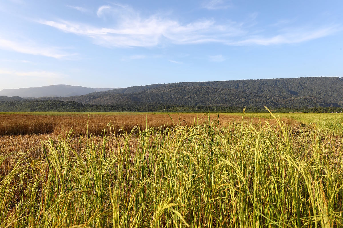 দূরে সবুজ পাহাড়। নীল আকাশের নিচে মাঠভরা আমন ধান। বরমসিদ্দিপুর গ্রামে