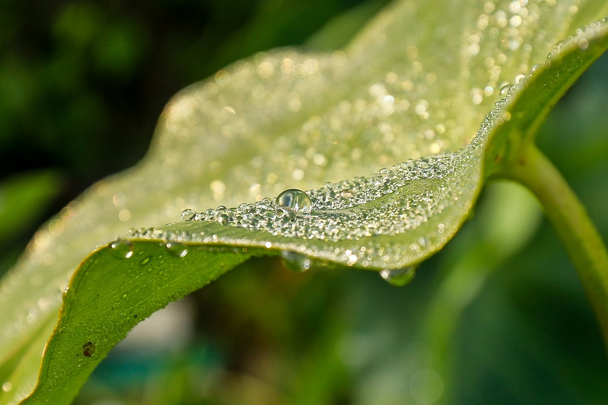 ছবি: সাদ্দাম হোসেন 
