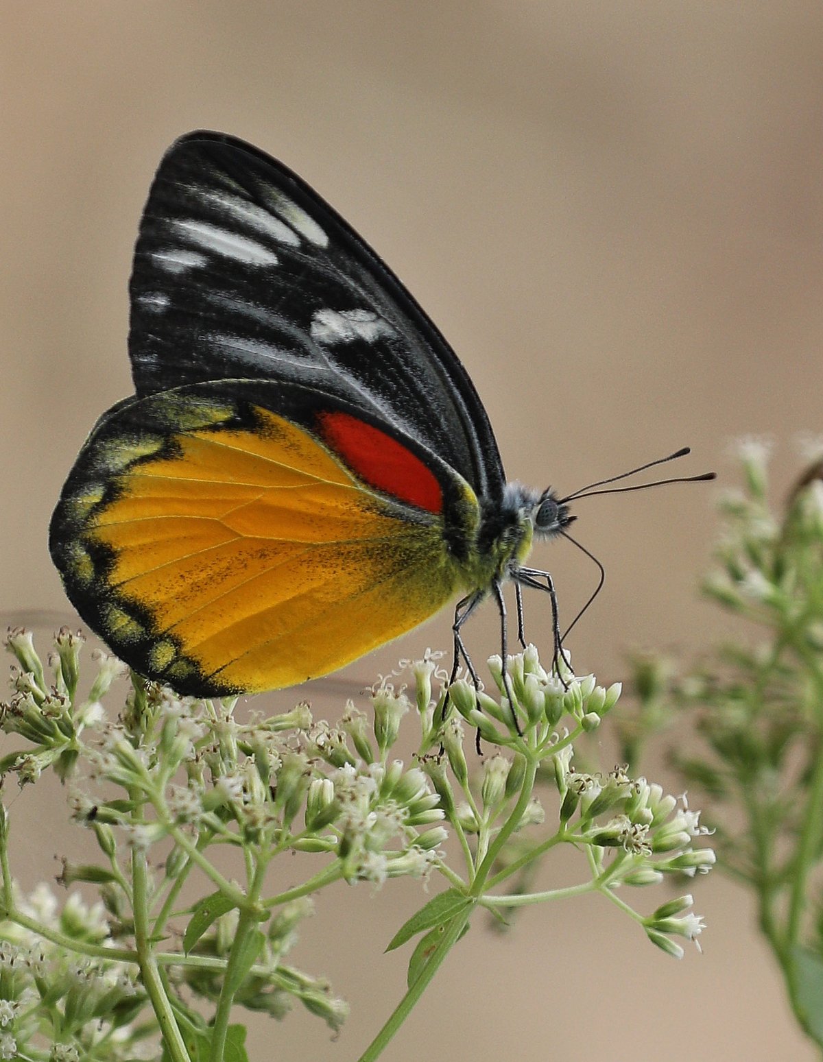 বাহারি রঙের নকশা করা প্রজাপতির পাখা। এদের বিচরণ সব জায়গায়।
