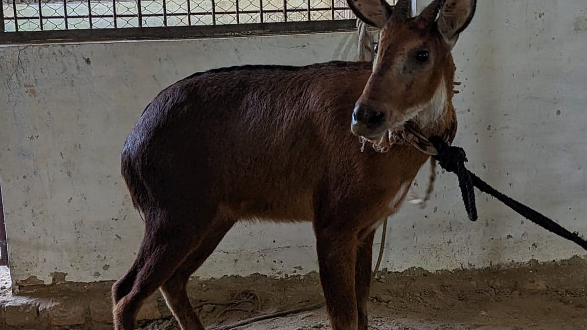 ছবি: প্রথম আলো