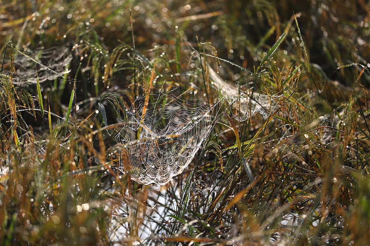 ছবি: আনিস মাহমুদ