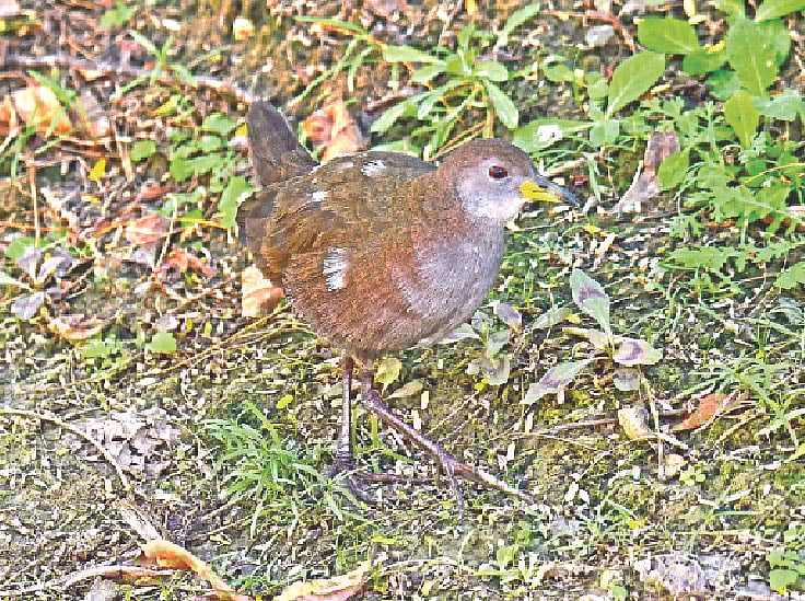 ছবি: লেখক