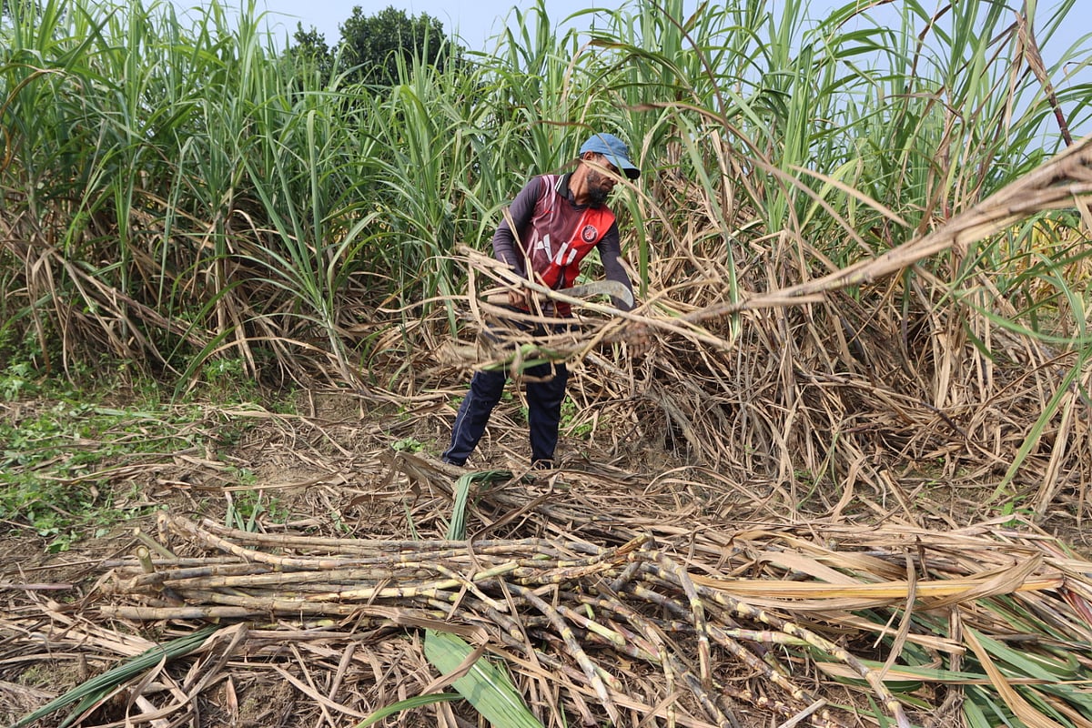 খেত থেকে আখ কাটা হচ্ছে।