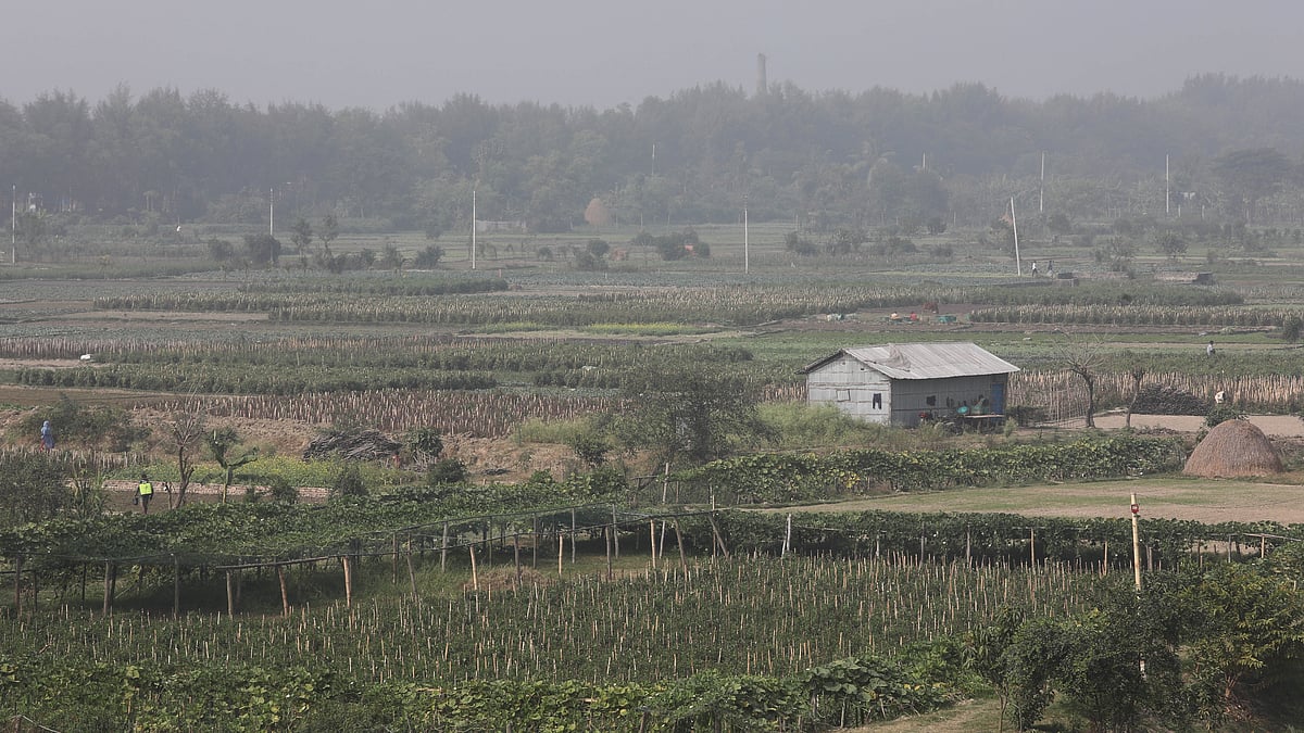 বিস্তীর্ণ এলাকাজুড়ে চাষ করা হচ্ছে নানা জাতের শীতকালীন শাকসবজি
 