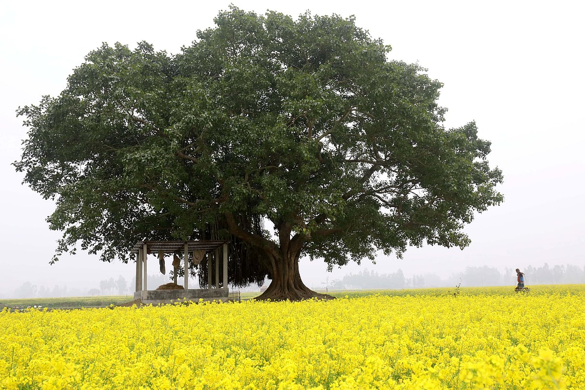 সবে ভোর হয়েছে। কুয়াশায় ঢেকে আছে। চারপাশে কুয়াশা। এর মধ্যে শর্ষেখেতের ভেতর দিয়ে হেঁটে চলেছেন এক ব্যক্তি