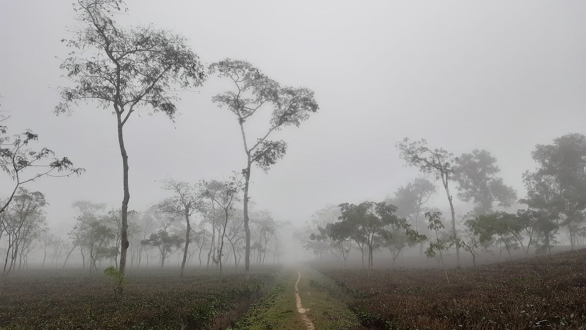 ছবি: প্রথম আলো