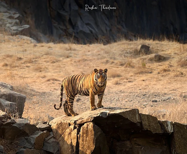 তুলেছেন রয়েল বেঙ্গল টাইগারের ছবিও