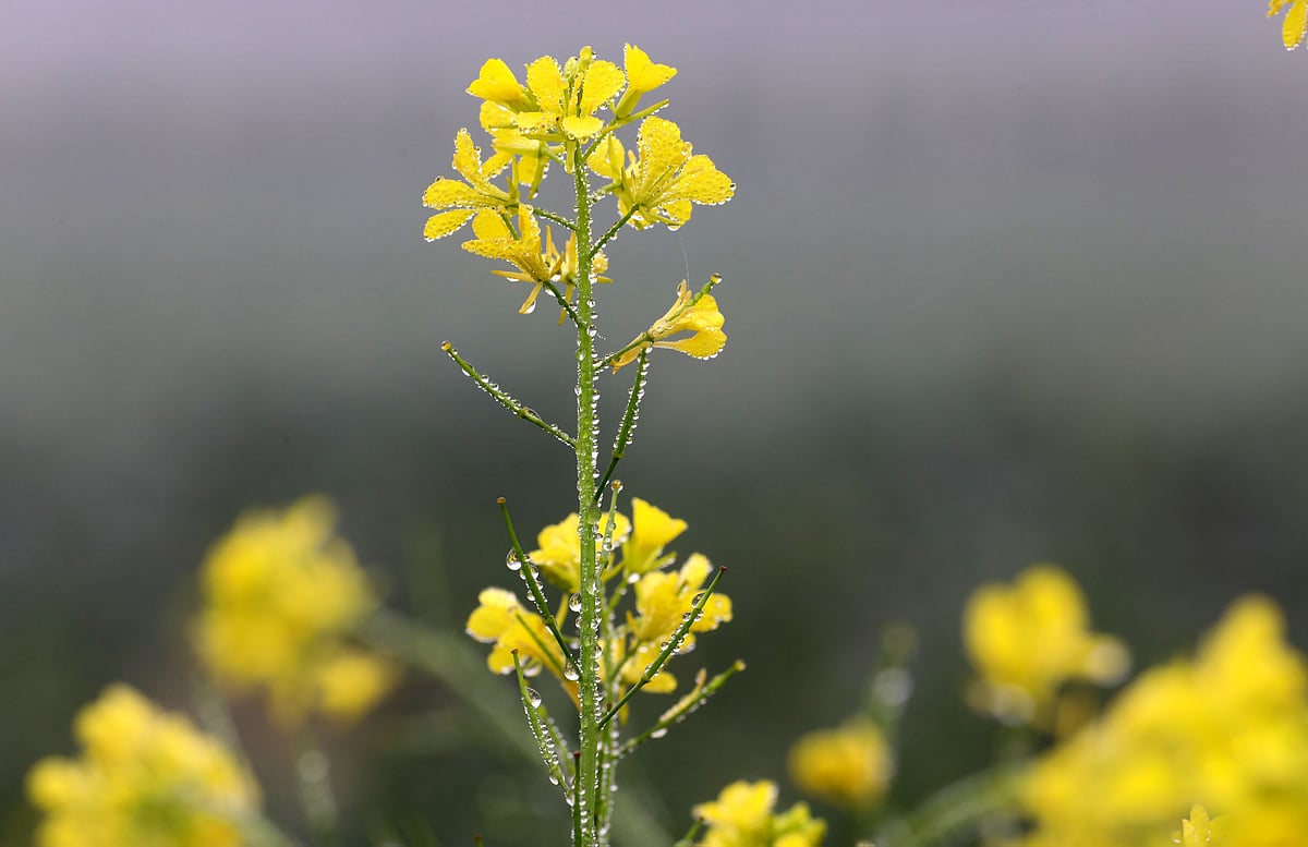 শিশিরভেজা শর্ষে ফুল। যেন প্রকৃতিতে আলো ছড়াচ্ছে।