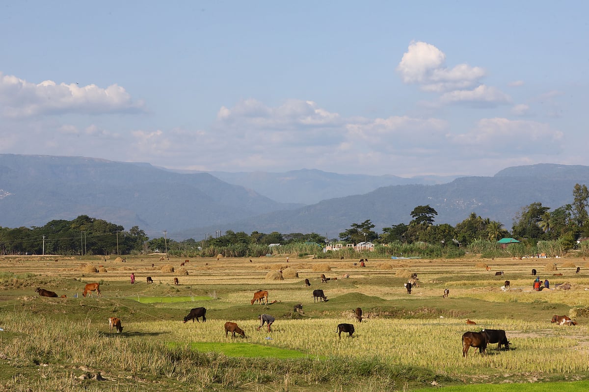  শীত মৌসুমে হাওরে পানি নেই। ধান কাটাও হয়ে গেছে। হিঙ্গিডুবি হাওরে সেসব মাঠে ঘাস খাচ্ছে একপাল গরু। 