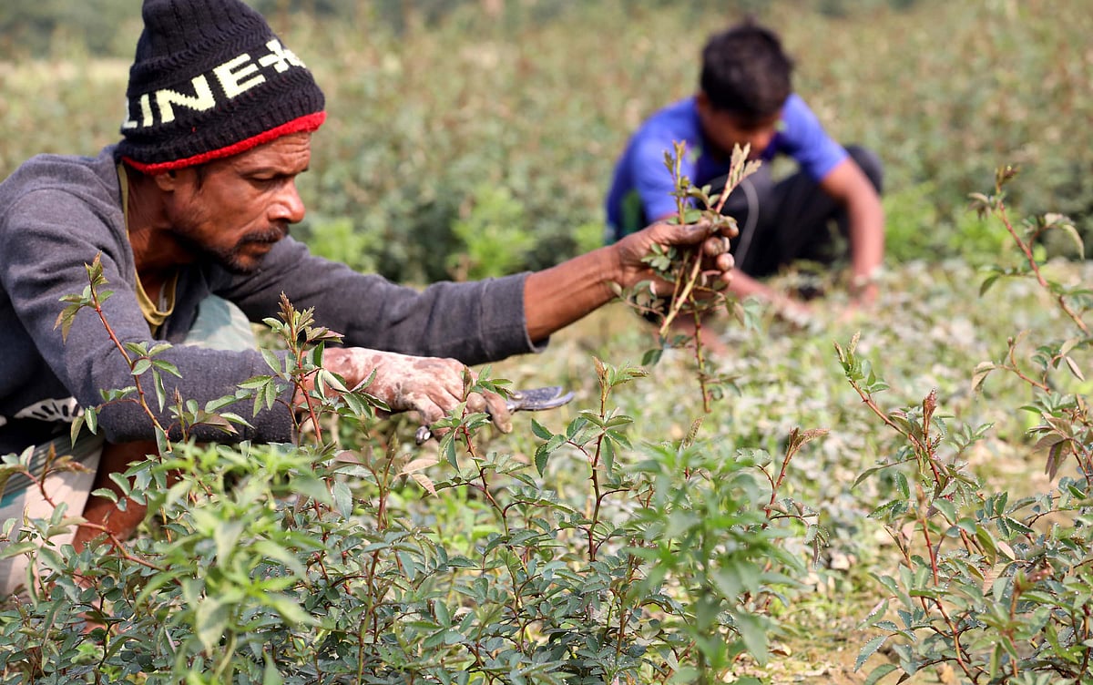 কলম পদ্ধতিতে চারা তৈরি করতে কাটা হচ্ছে গোলাপের ডাল। 