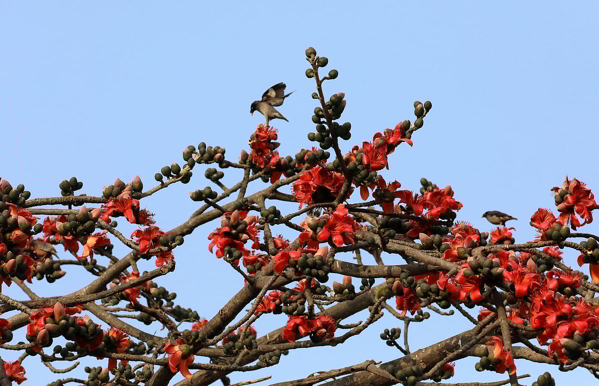 শিমুল ফুলে থিতু হওয়ার চেষ্টায় একটি শালিক। 