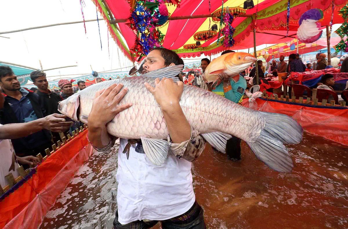 ব্ল্যাক কার্প মাছ দেখিয়ে মেলায় ক্রেতা আকর্ষণের চেষ্টা করছেন আইনাল ও নীলু মণ্ডল। 