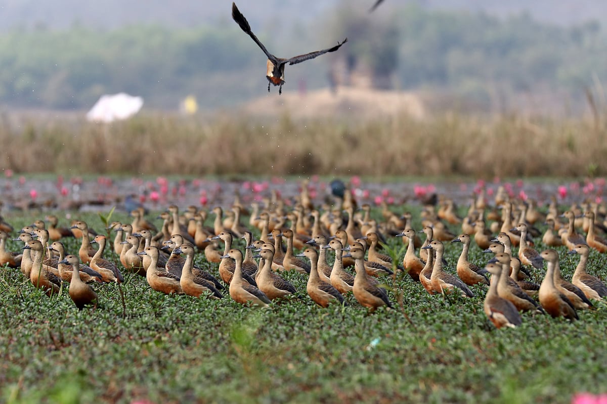 শাপলা বিলে পরিযায়ী পাখির ঝাঁক 