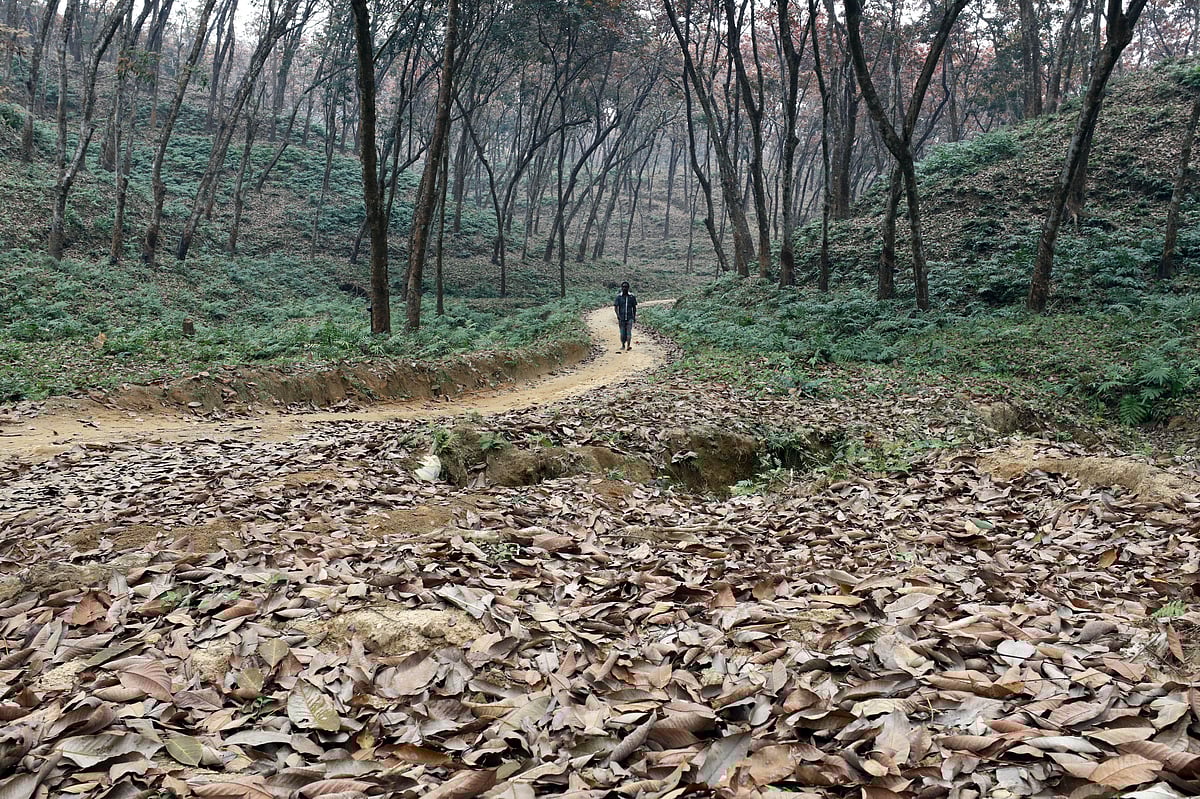 ঝরা পাতায় ছেয়ে গেছে মেঠো পথ।