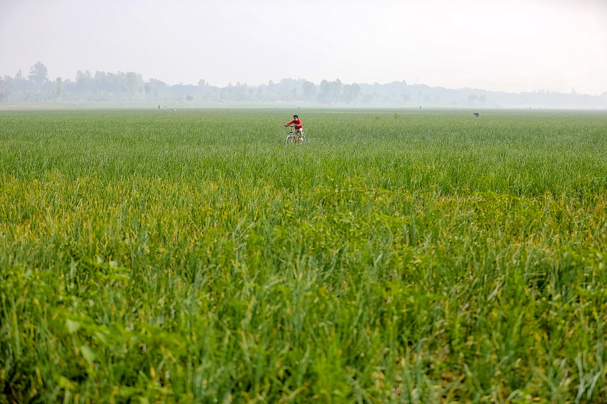 পেঁয়াজখেতজুড়ে সবুজ আর সবুজ।