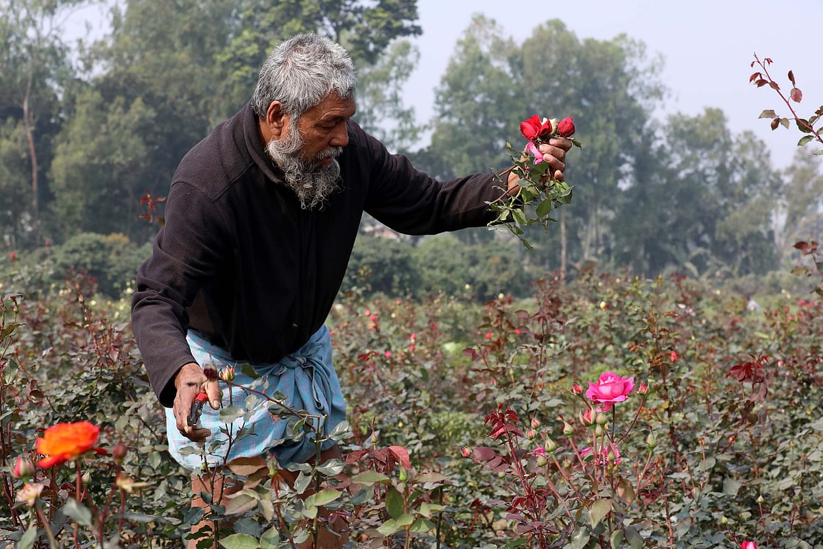 মালিকের কাছ থেকে বাগানে থাকা সব ফুল কিনে নিয়েছেন ব্যবসায়ী আবু বক্কর মিয়া। কিনে নেওয়ার পর বাগানের ফুল তুলছেন তিনি।