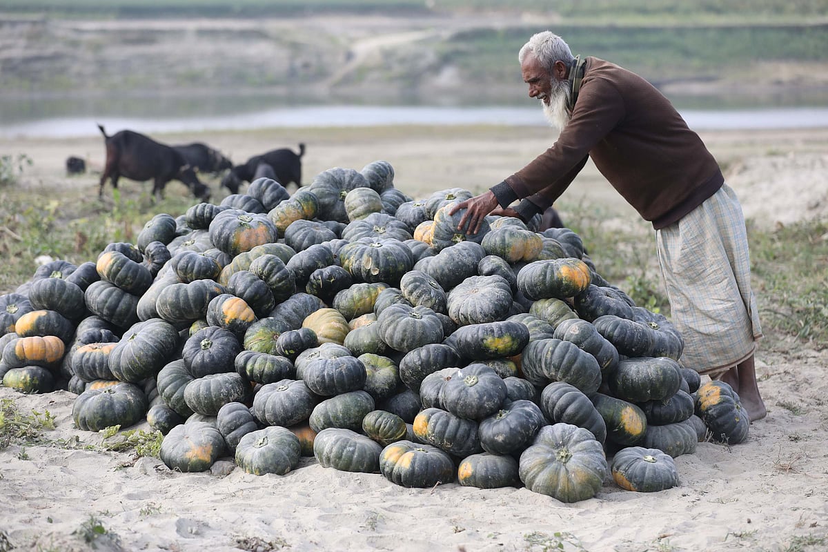 বালুজর থেকে মিষ্টিকুমড়া তুলে বিক্রির জন্য এভাবে স্তূপ করে রাখা হচ্ছে
