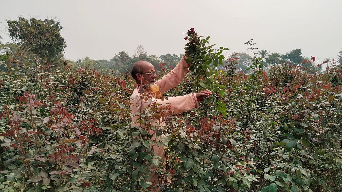 যশোরের ঝিকরগাছার সৈয়দপাড়া গ্রামের গোলাপচাষি রমজান আলী খেত থেকে ফুল তুলছেন। 