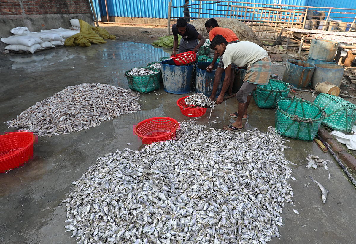 লবণ দিয়ে ঝুড়িতে তোলা হচ্ছে মাছ। 