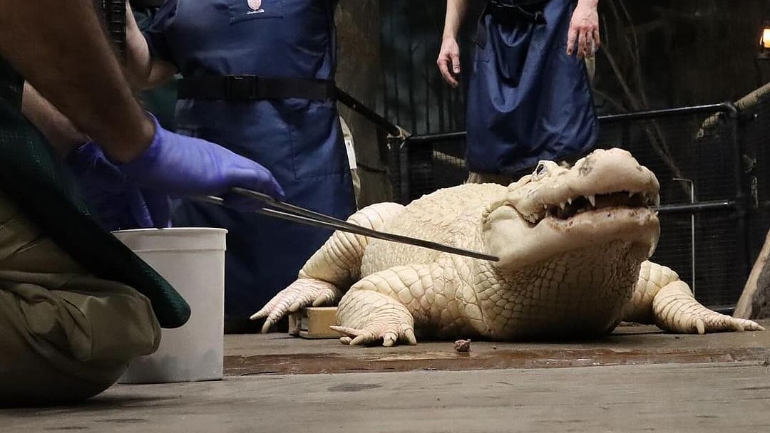 চিড়িয়াখানার ইনস্টাগ্রাম পেজ থেকে নেওয়া